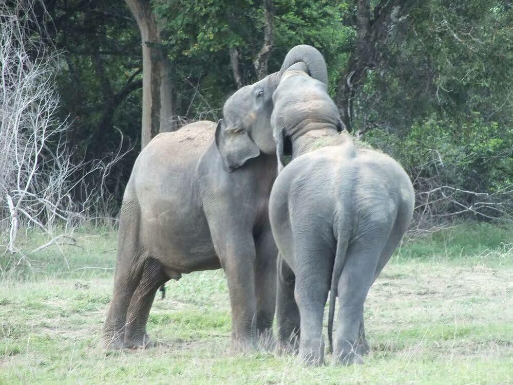 Gal Oya Lodge Galgamuwa  Luaran gambar